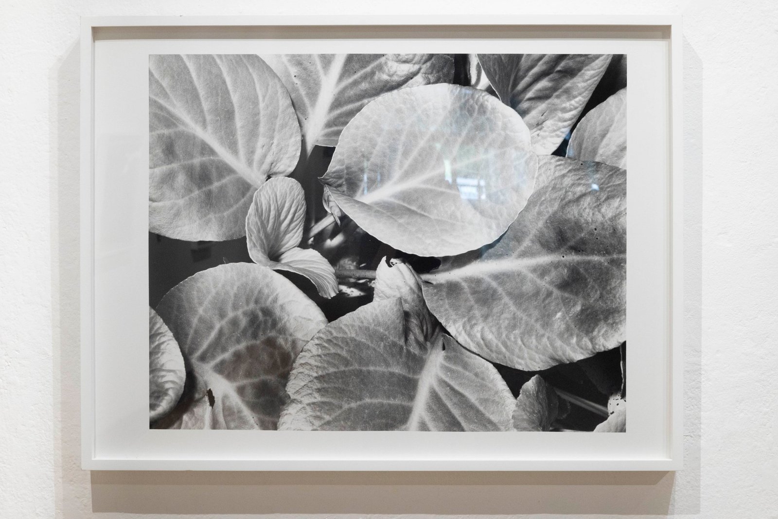 "Lettuce Leaf", framed silver gelatin print, 30x40 inches