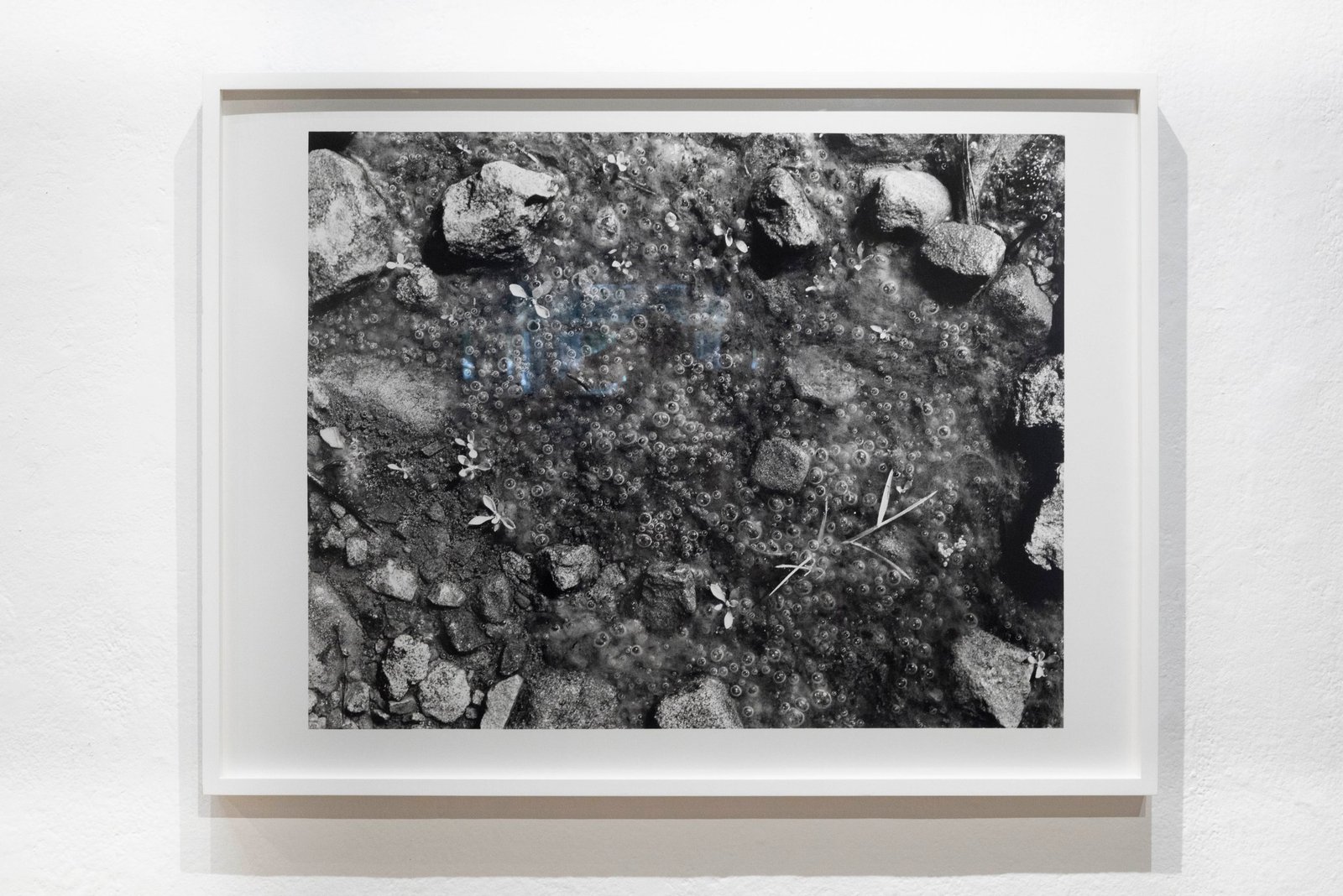 "Algae Goop Pond", framed silver gelatin print, 30x40 inches