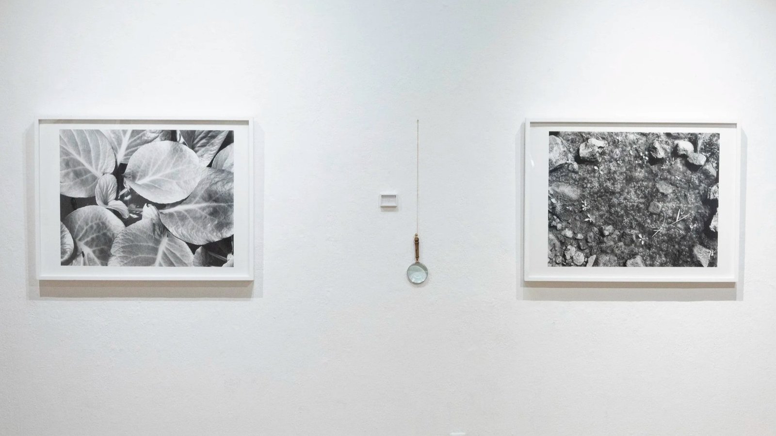biophilia-documentation-22