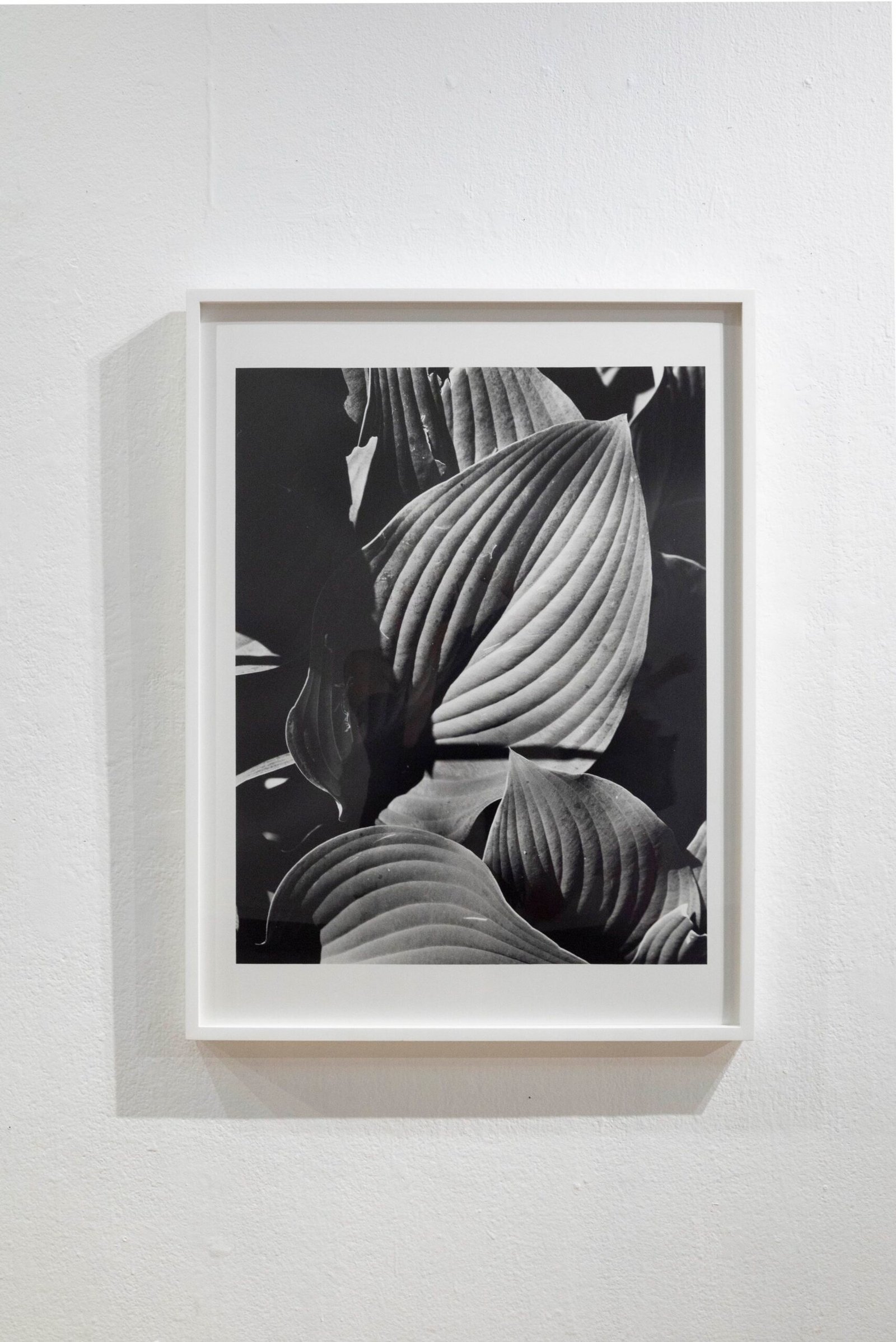 "Shadow Leaves", framed silver gelatin print, 30x40 inches