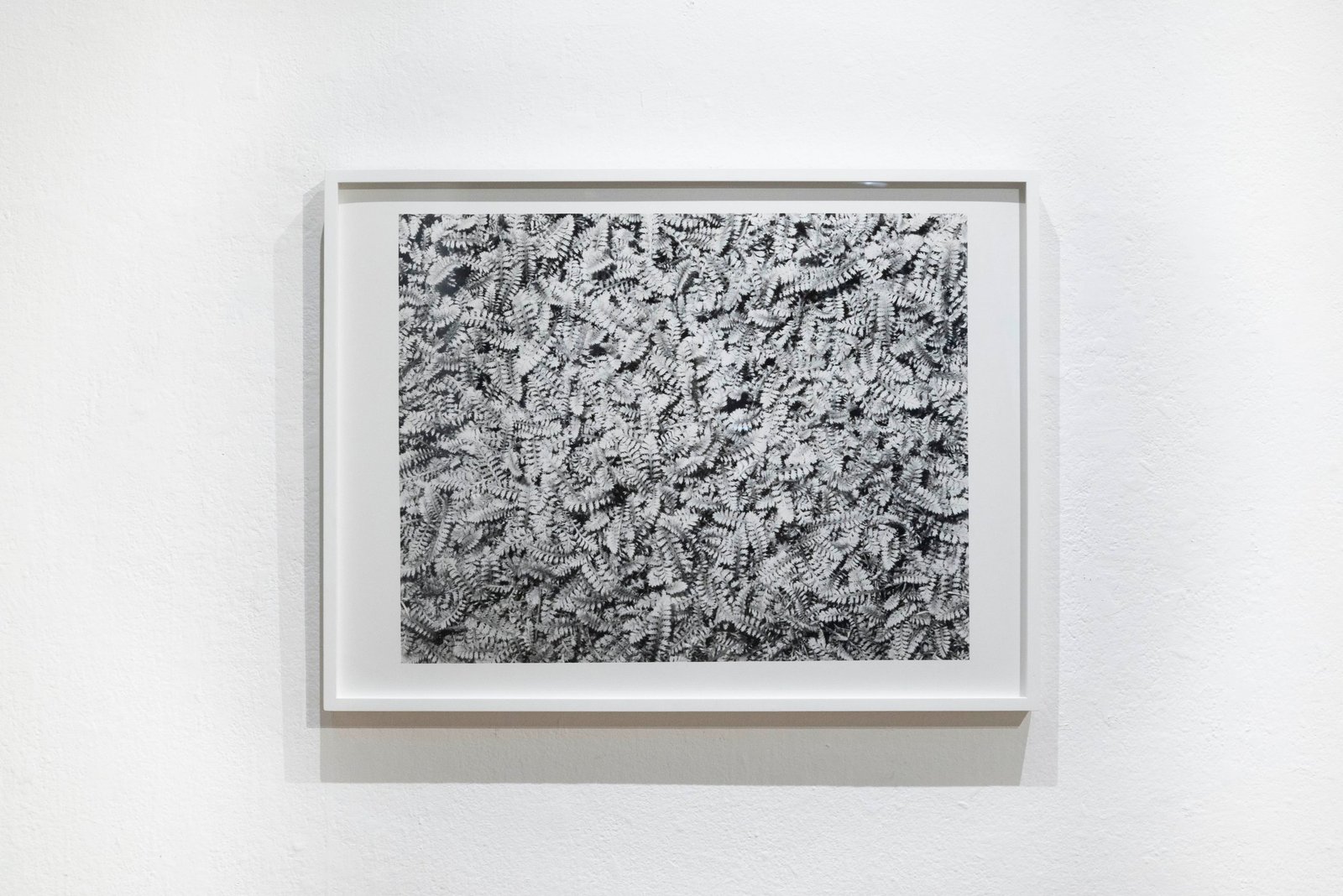 "Small Fern", framed silver gelatin print, 30x40 inches