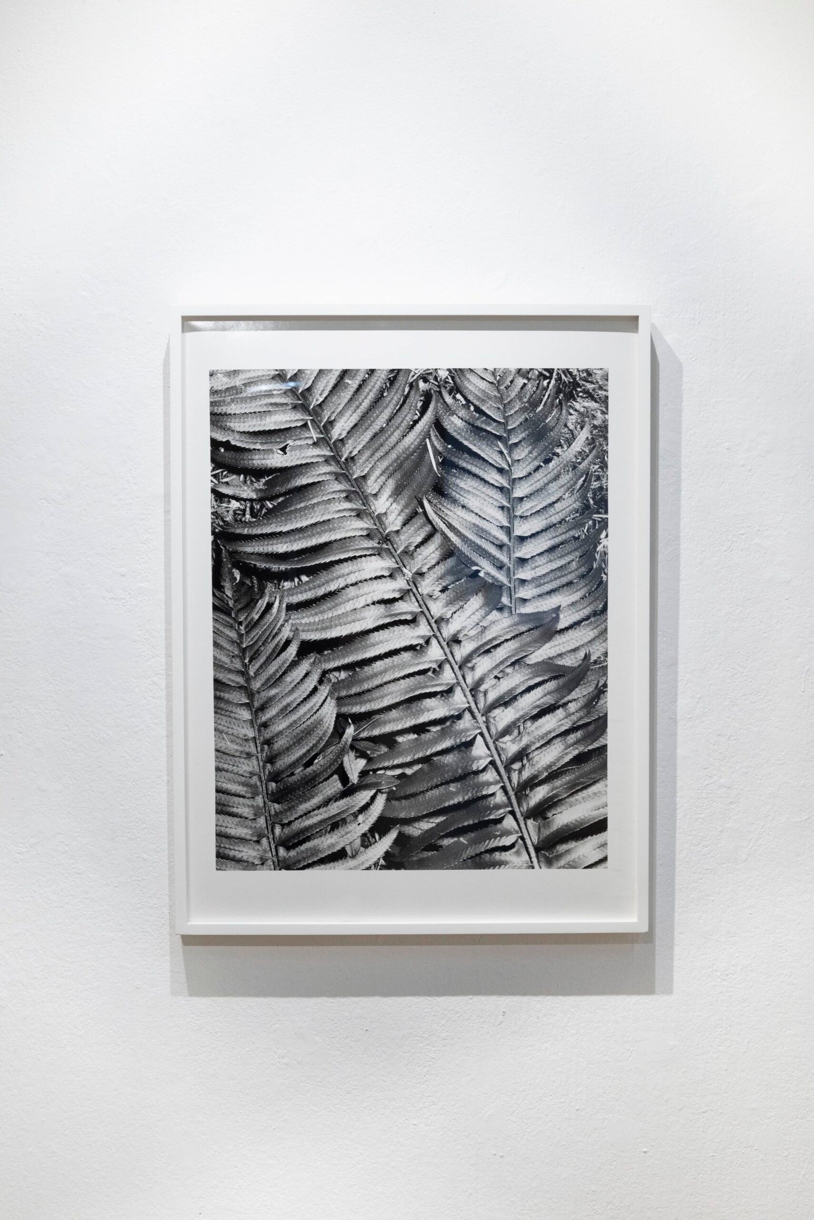 "Big Fern with Ant", framed silver gelatin print, 30x40 inches
