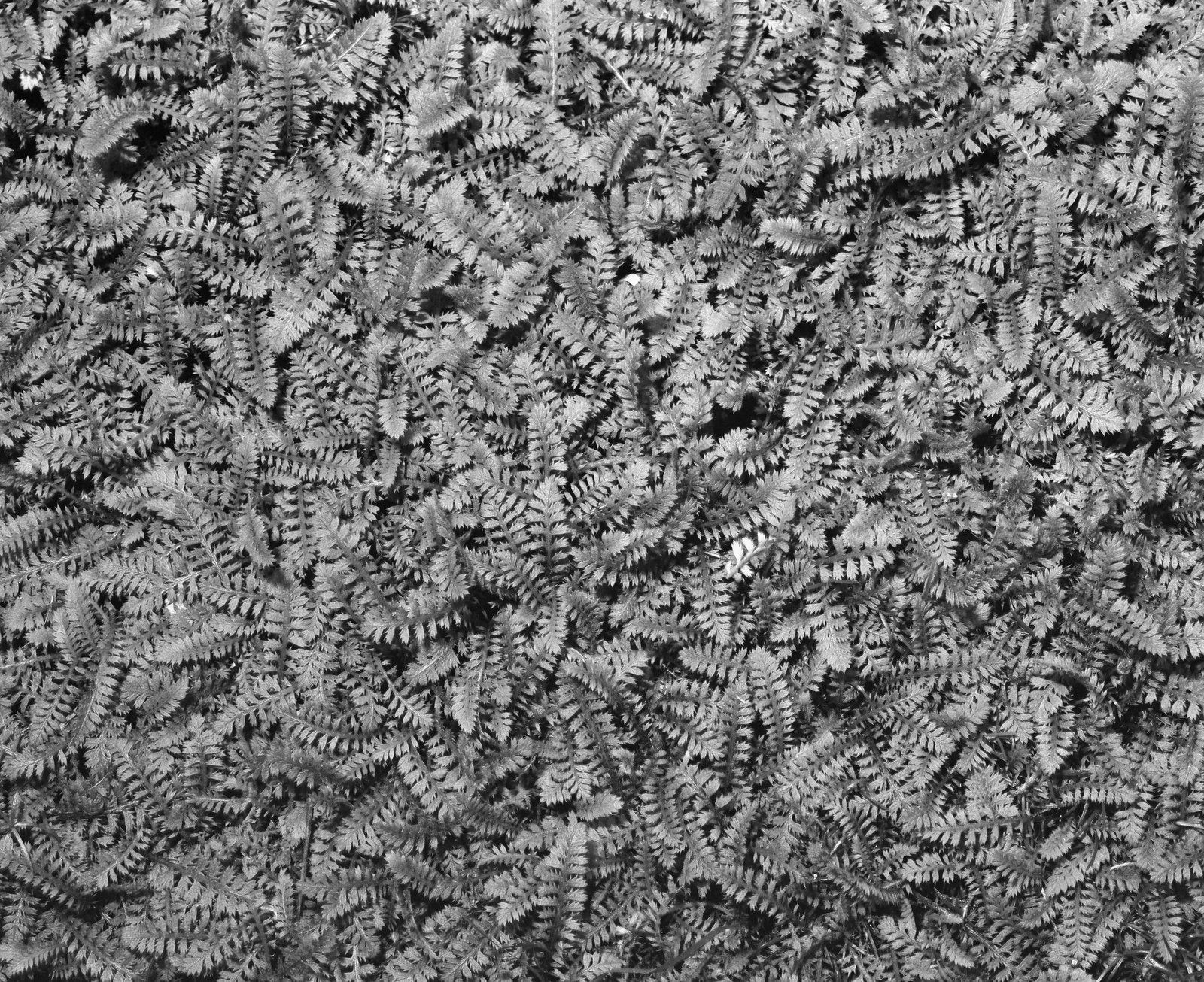 biophilia-small-ferns-brighter